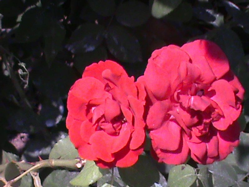 les roses  rouges de la roseraie de l'haye les ros